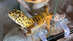 Spot the Wonder Gecko